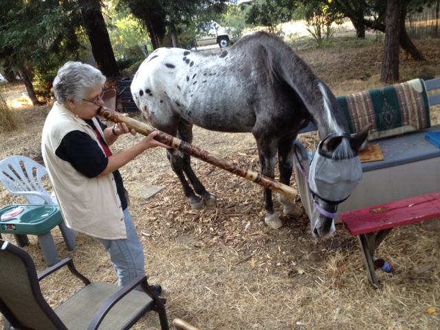 elise playing didge to horse